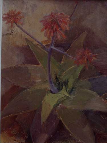 Fiori di aloe, 1951