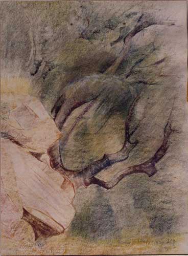 Ulivi liguri N° 10, 1974